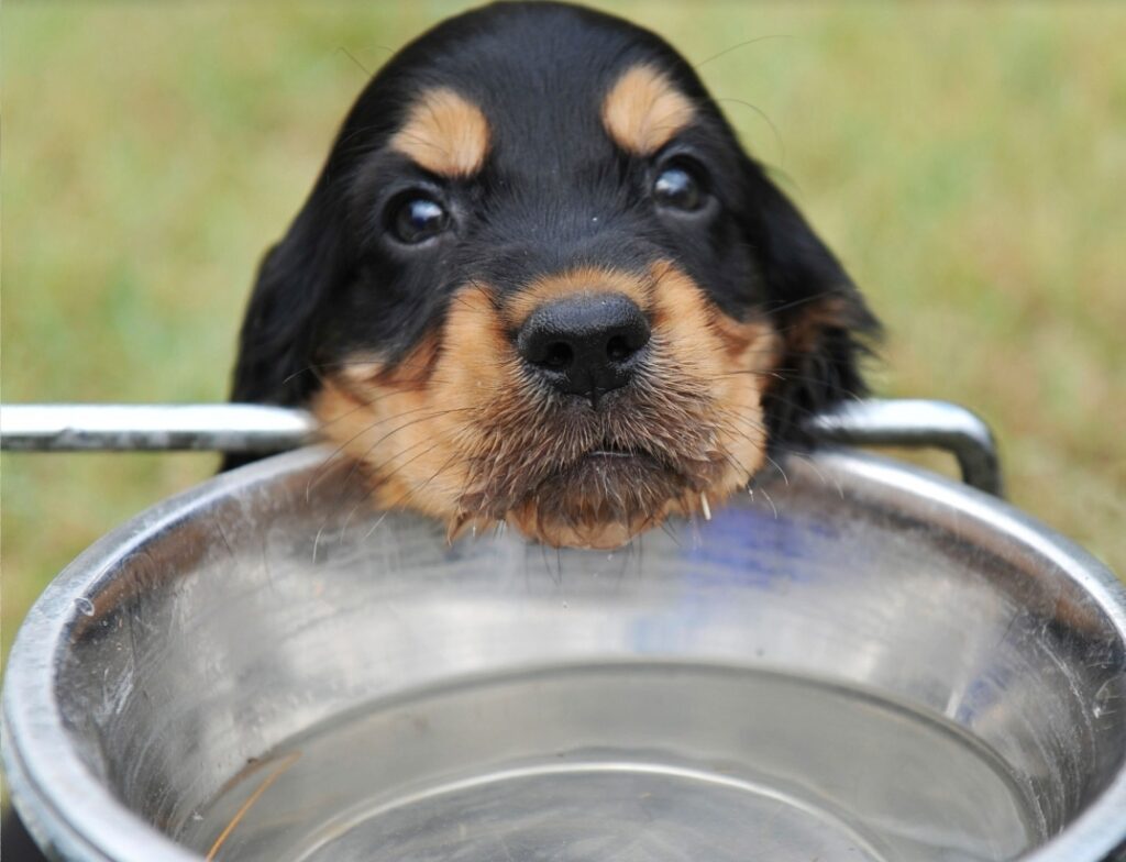 heatstroke in dogs can be critical small dog drinking water