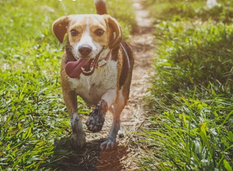 dog panting to cool himself off to avoid
heatstroke 